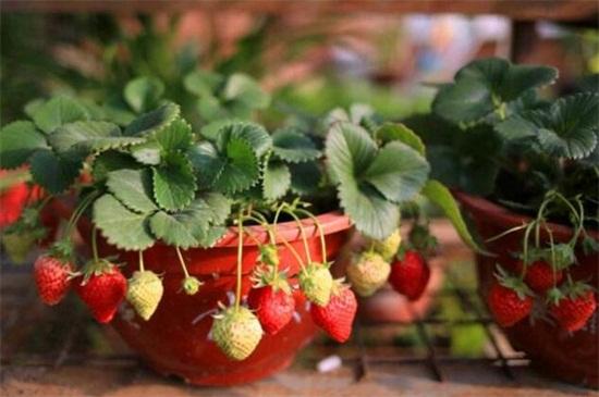 盆栽草莓的养殖方法和注意事项