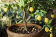 盆栽柠檬树的养殖方法和注意事项，控水保湿并秋末剪枝