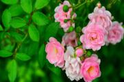春天蔷薇掐枝能活么，气候适宜掐枝后可成活