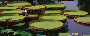 王蓮是水生植物