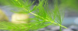 金魚藻是草本植物嗎
