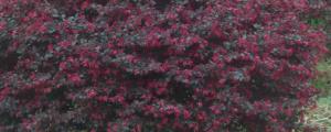 红花檵木怎么繁殖
