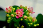长寿花开花后要怎么养，4个方法养殖出美丽的长寿花