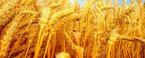 种小麦一亩地成本是多少