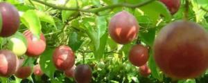百香果籽的播种方法