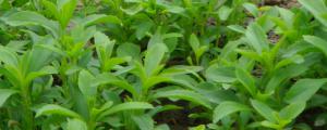 甜叶菊的种植方法及田间管理