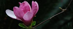 玉兰花的花语是什么意思