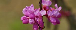 洋紫荆花的寓意与花语