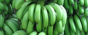 香蕉的种植方法和时间