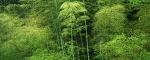 楠竹怎么种植?