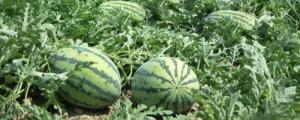 西瓜种子怎么发芽育苗