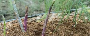 芦笋种子怎么种植方法