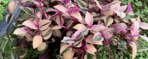 紫露兰是什么植物