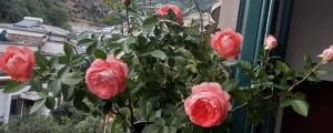 盆栽玫瑰花种植方法与技巧