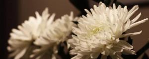 长寿菊的种植方法和注意事项
