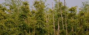 鳳尾竹是什麼植物