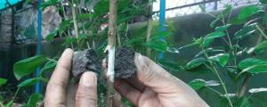 生根粉和多菌灵能一起灌根吗