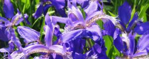 紫色鳶尾花的寓意和象征