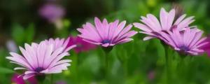 紫色菊花的花语和寓意