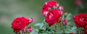 蔷薇的花语与寓意是什么