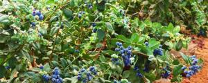 蓝莓适合土壤的ph值是多少?