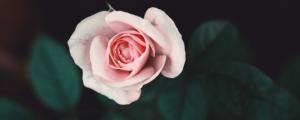 粉红色玫瑰花语是什么意思