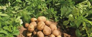 南方马铃薯种植时间和方法