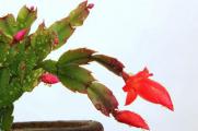 蟹爪兰一年开几次花，2～3次/让蟹爪兰多开花的养护技巧