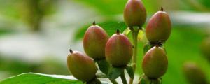 红果金丝桃花语是什么