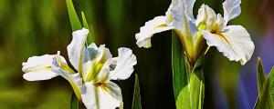 鳶尾花是百合花嗎
