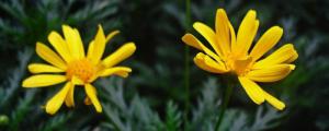 黄金菊的养殖方法和注意事项