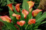 彩色马蹄莲什么时候种，温度18～23℃的春秋最适合