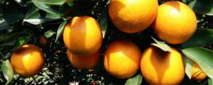 柑橘树几月份打矿物油
