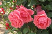 玫瑰月季蔷薇花怎么区别，4个要点轻松辨别玫瑰月季蔷薇花