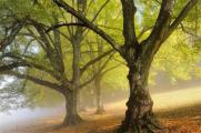 菩提樹是什麼樹，多數為桑科類的常綠樹種