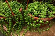佛珠吊兰的栽培方法，扦插繁殖光照养护