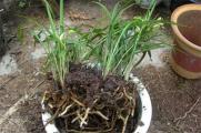 松树皮种兰花需加土吗，不加容易使根须腐烂