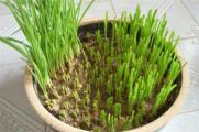 大蒜盆栽种植方法，春季选盆播种栽植生根