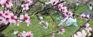春天桃树剪枝怎么剪