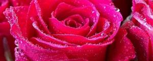 红色妖姬是玫瑰还是月季
