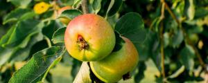 苹果树夏季管理及修剪