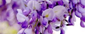 多花紫藤的种法