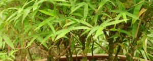 佛肚竹种子怎么培育发芽