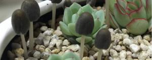 花盆里长蘑菇是怎么回事