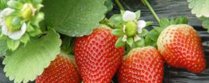四季草莓的种植方法和技术