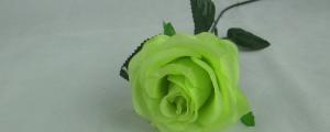 绿色玫瑰花语代表什么