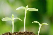 菠菜怎么种植容易发芽，掌握这五种技巧可迅速发芽