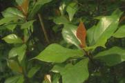 大琴叶榕的养殖方法，充足光照夏季遮阴