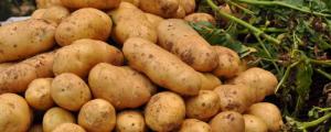 土豆种多久可以收成