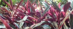 紫背天鵝絨竹芋的養殖方法和注意事項